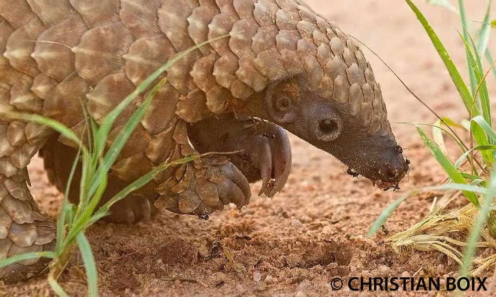 Pangolin bebe