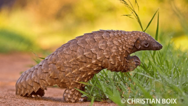 Pangolin de lado