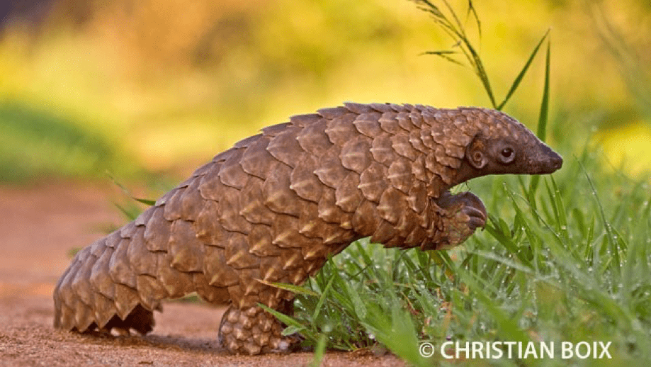 Pangolin de lado