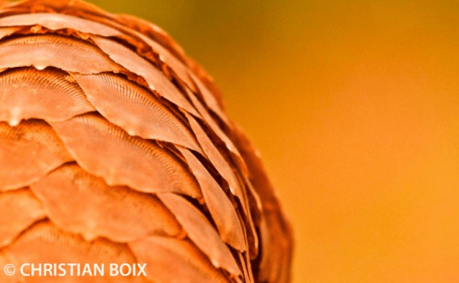 pangolin escamas
