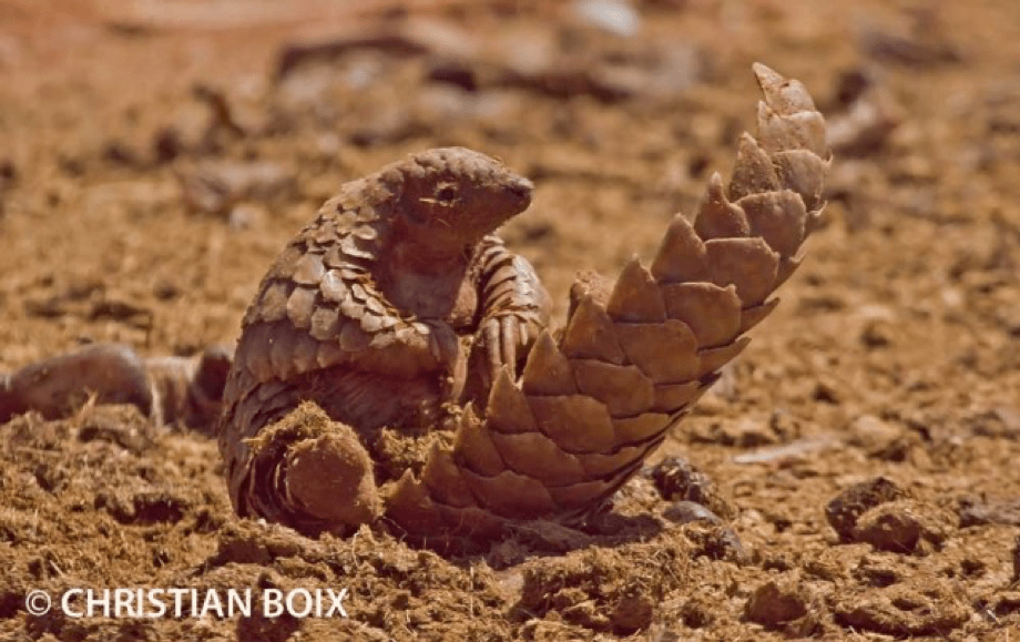 Pangolin sentada