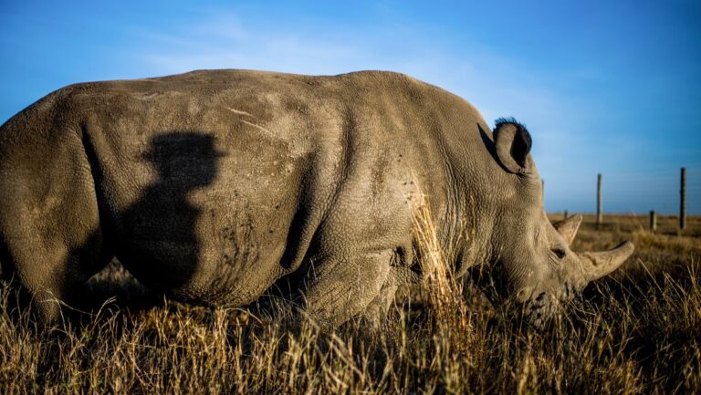 Rinocerontes en Peligro La Batalla Contra la Extinción y el Mito del Cuerno