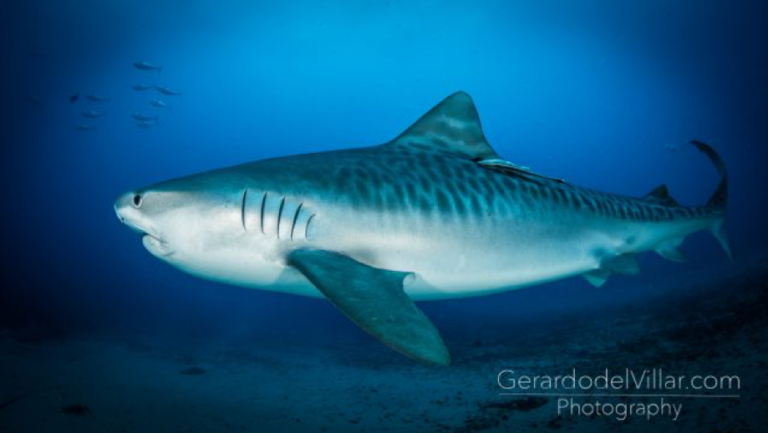 México es un Santuario de Tiburones