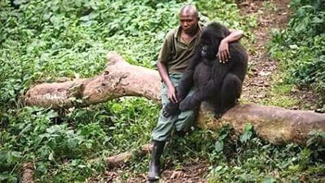 Los Guardabosques de Virunga y la Vida Dedicada a los Gorilas de Montaña