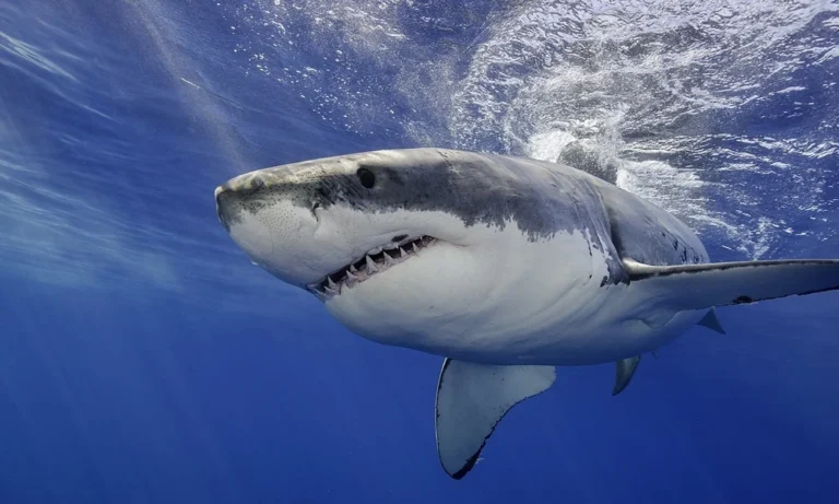 El  Tiburón Blanco: El Depredador más Incomprendido del Océano