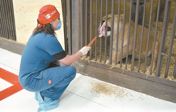 León en cautiverio con cuidador