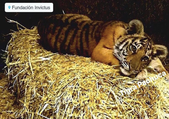 tigre en cautiverio pachuca