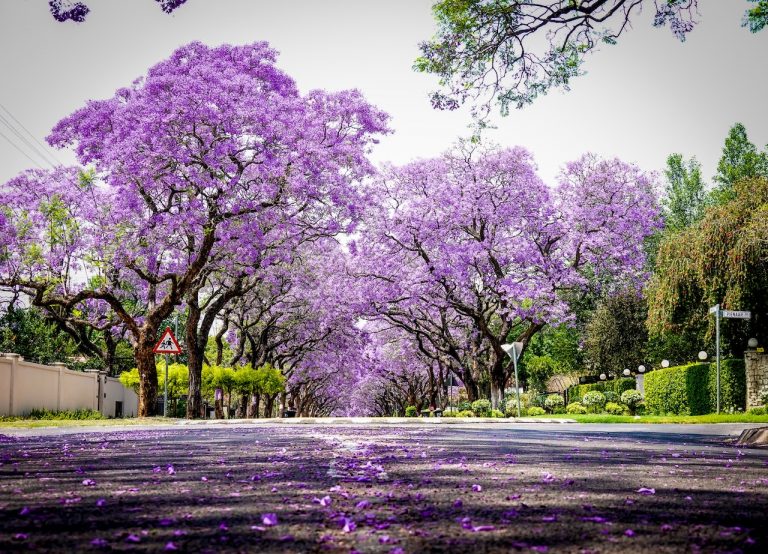 Las jacarandas, la belleza púrpura de la ciudad de México