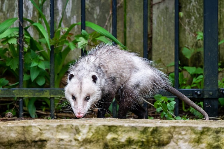 Las zarigüeyas: conoce a los marsupiales más interesantes de América