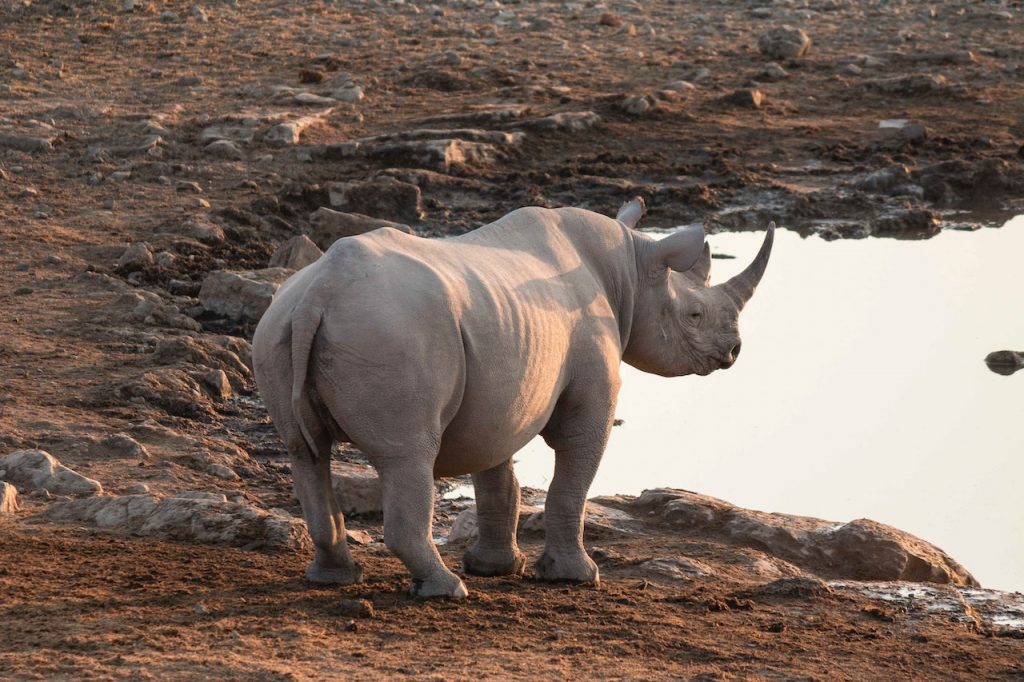 elefante de espalda