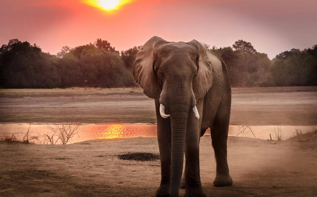 elefante africano atardecer