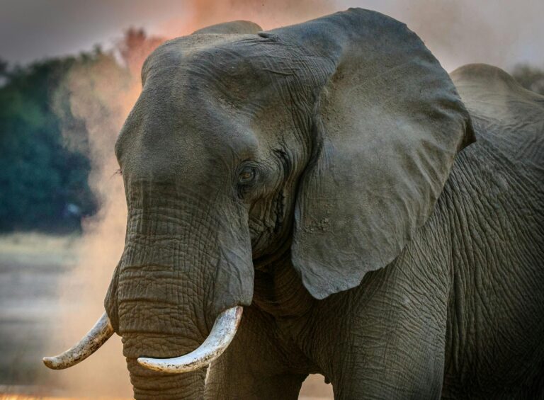 elefante en africa