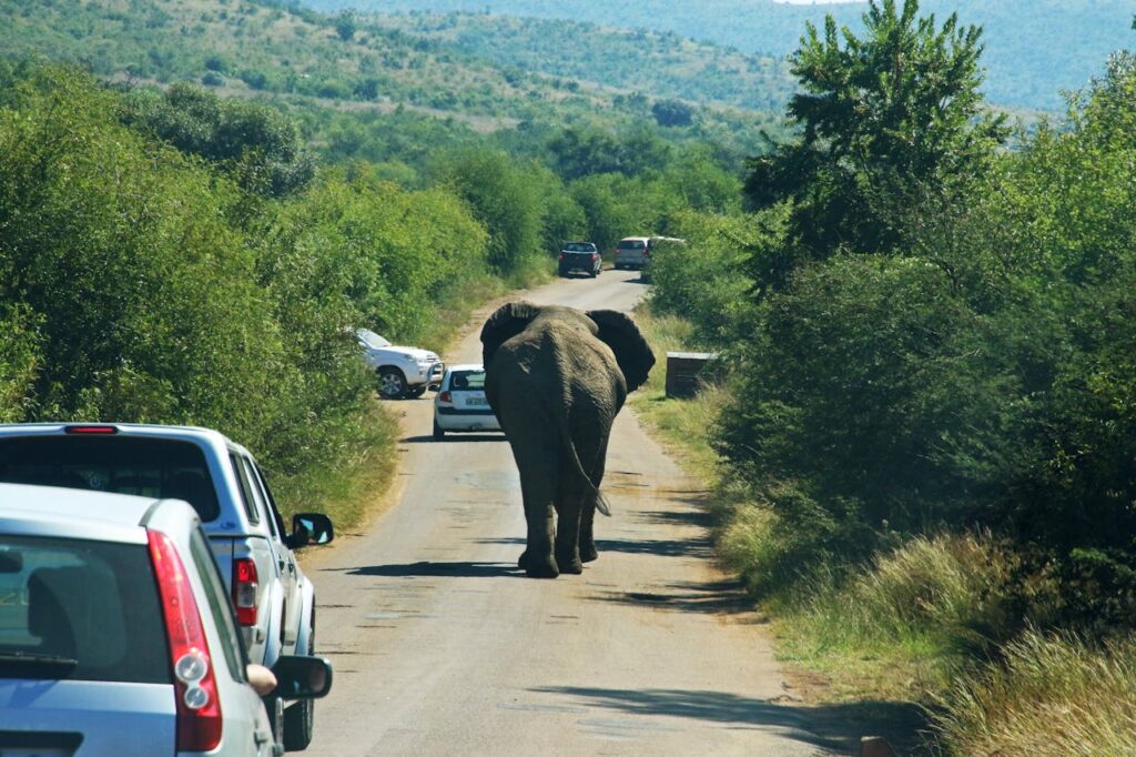 elefante en avenida
