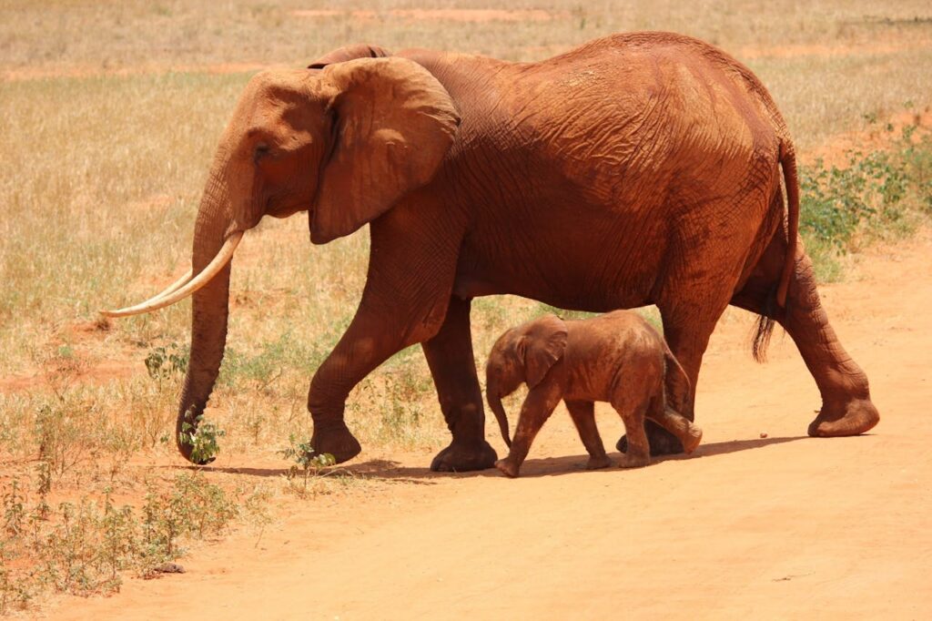elefante con su hijo