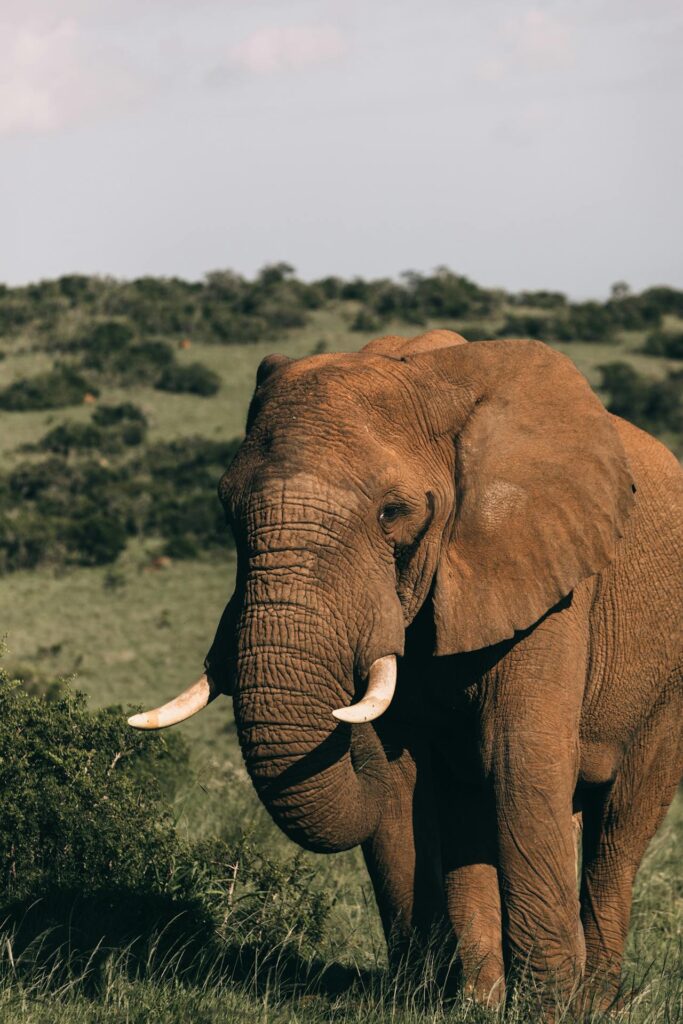 elefante africano