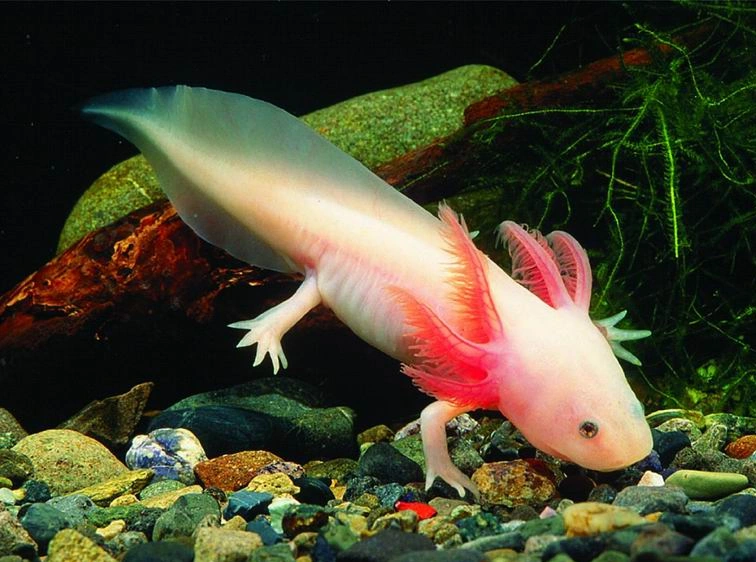 ajolote rosa