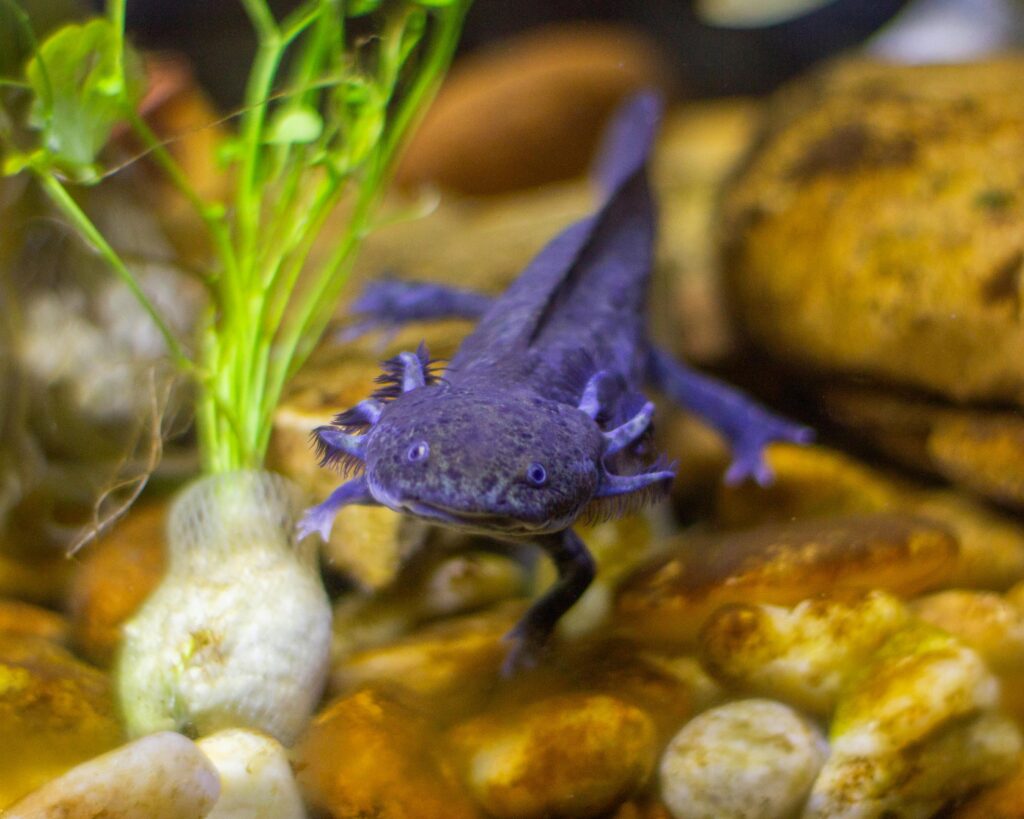 Ajolote morado