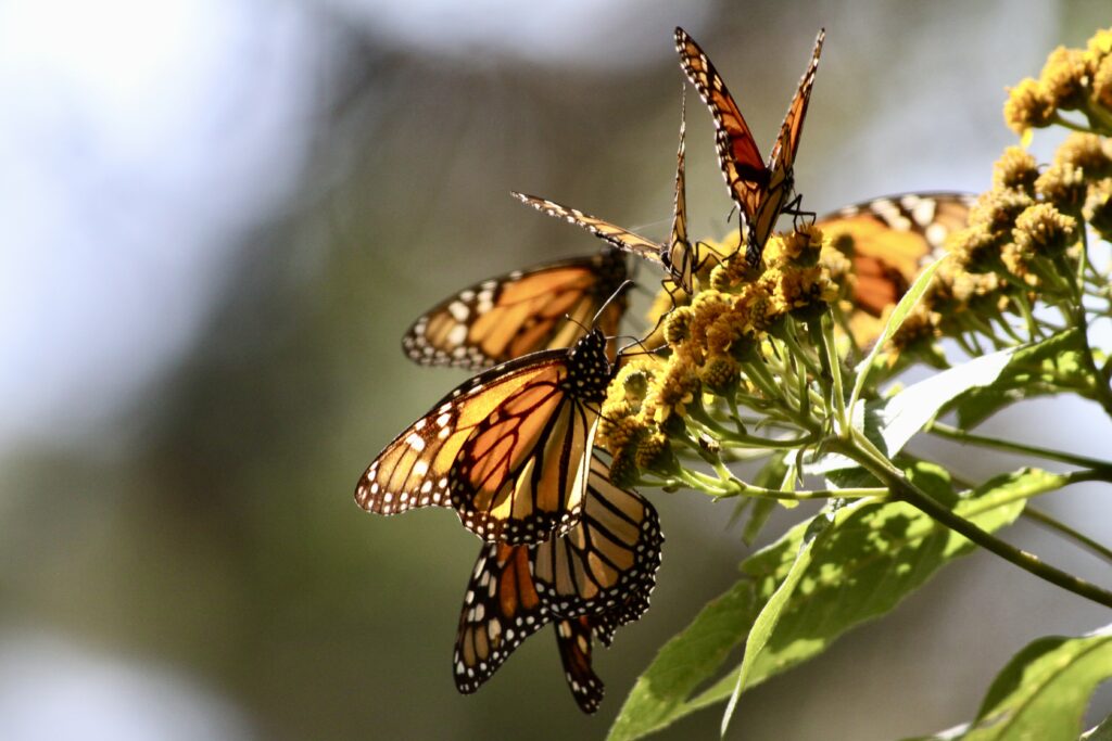 monarcas en flores