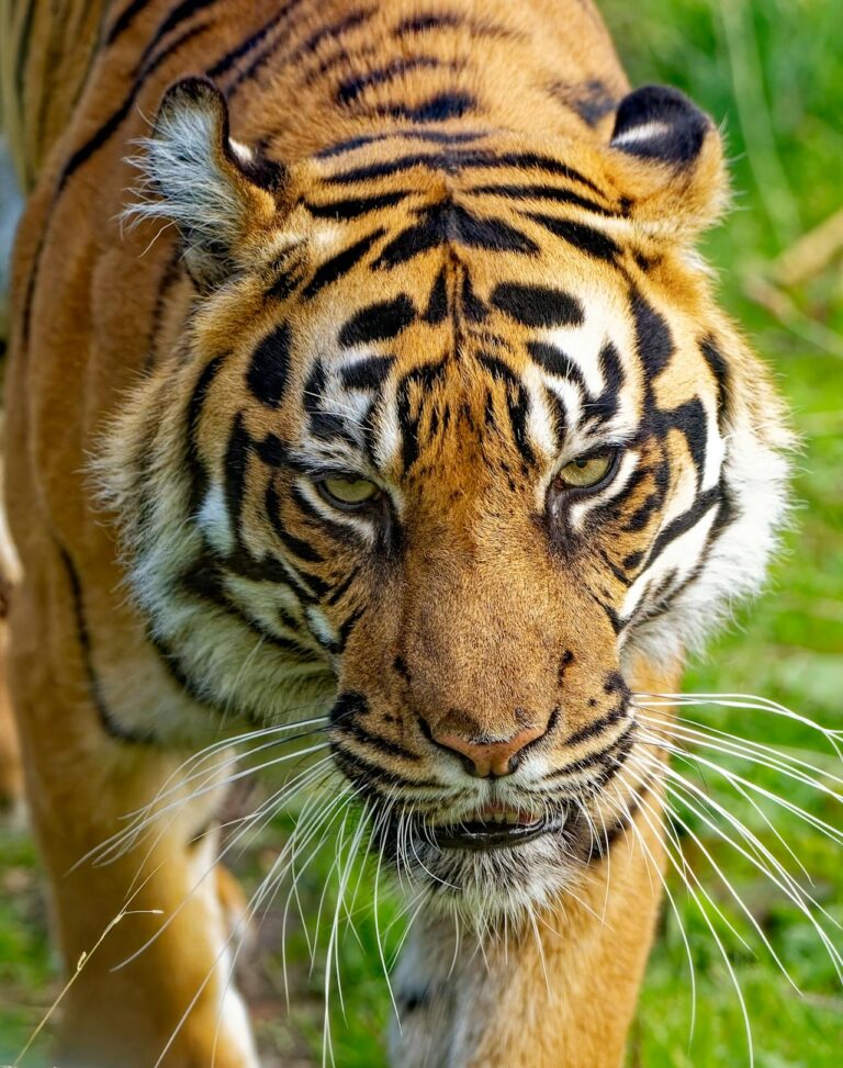 Tigre de Bengala: Datos de Población y Esfuerzos de Conservación