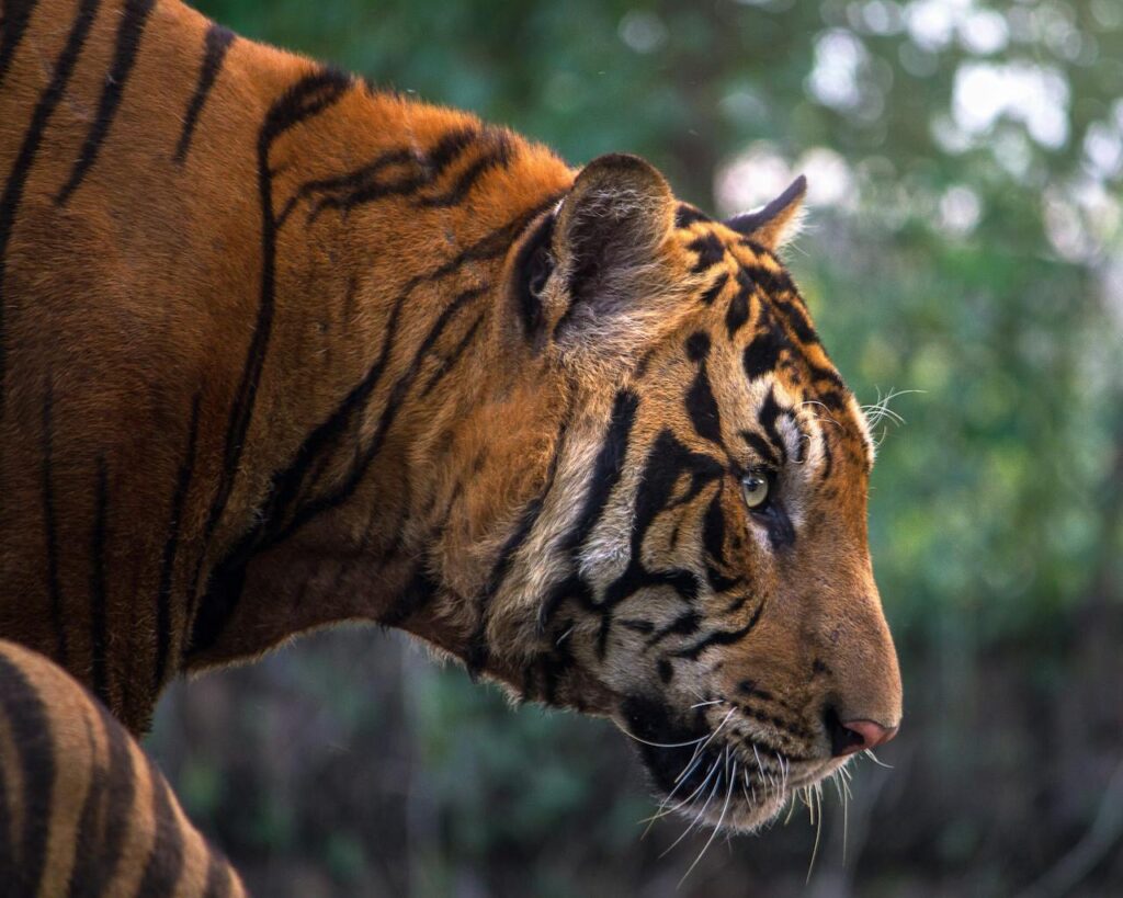 Tigre de perfil