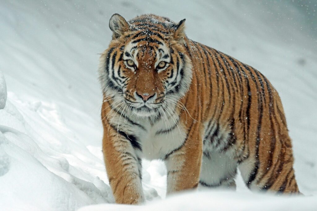 tigre en nieve 2