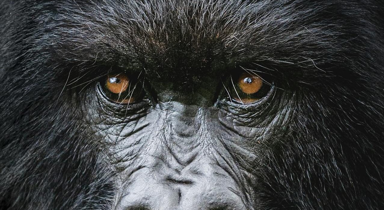 Gorila de montaña en primer plano, especie clave para la regeneración de los bosques tropicales de África Central.